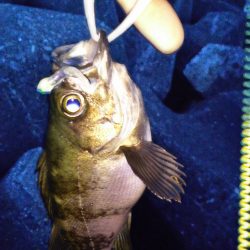 3度目の正直 VS 2度ある事は3度ある!?