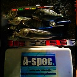 助松埠頭　エビ撒き釣り2015*3*7