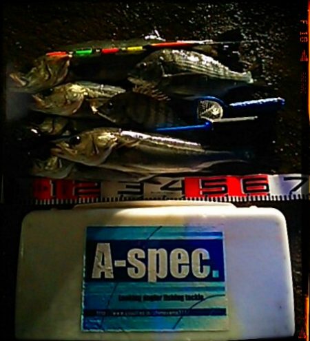 助松埠頭　エビ撒き釣り2015*3*7