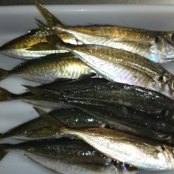 アジ元気です！