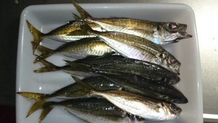 アジ元気です！