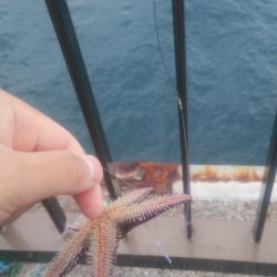 アジュール舞子～西舞子で投げカレイ　サイズアップを！！…