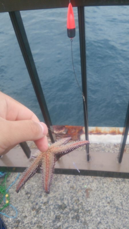 アジュール舞子～西舞子で投げカレイ　サイズアップを！！…