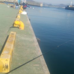 田ノ浦いわしはまだ早いがアユは好調