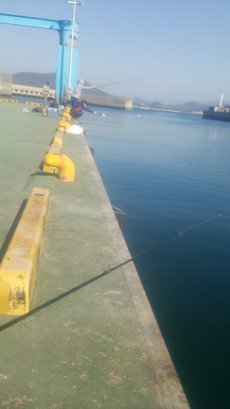 田ノ浦いわしはまだ早いがアユは好調