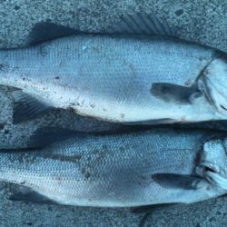 地磯にてヒラスズキ