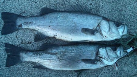 地磯にてヒラスズキ