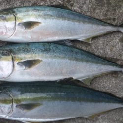 ショアジギング釣行