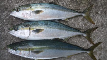 ショアジギング釣行