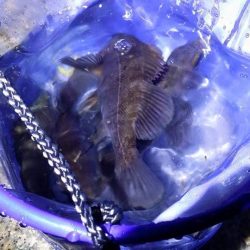 樽井漁港　メバルを求めて