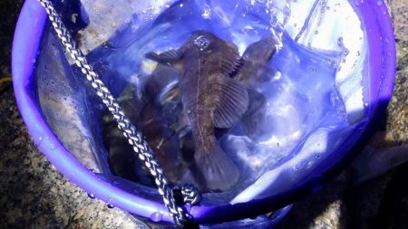 樽井漁港　メバルを求めて