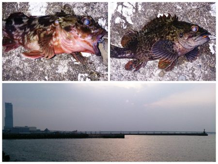 佐野漁港でのメバリングは気配なし((+_+))