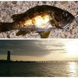 泉佐野　しぶ～～いメバリング