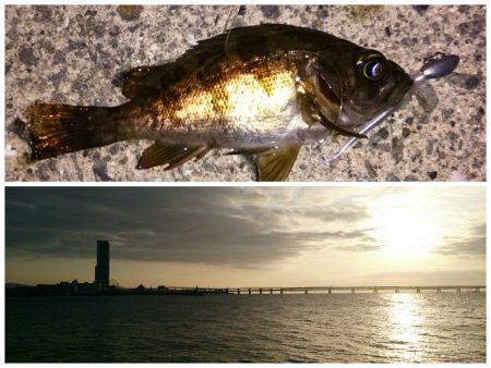 泉佐野　しぶ～～いメバリング