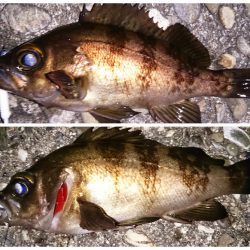 泉佐野 そろそろシーズンインかな