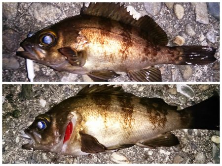 泉佐野 そろそろシーズンインかな