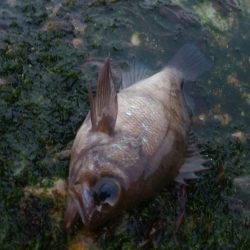 イカナゴパターン？