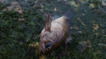 イカナゴパターン？