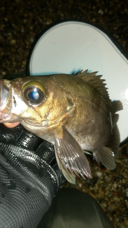 須磨でメバリング