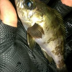 ソイイング…ソイング？