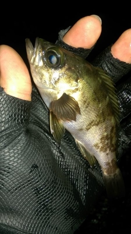 ソイイング…ソイング？