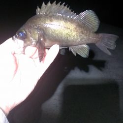 やっとこさのメバル