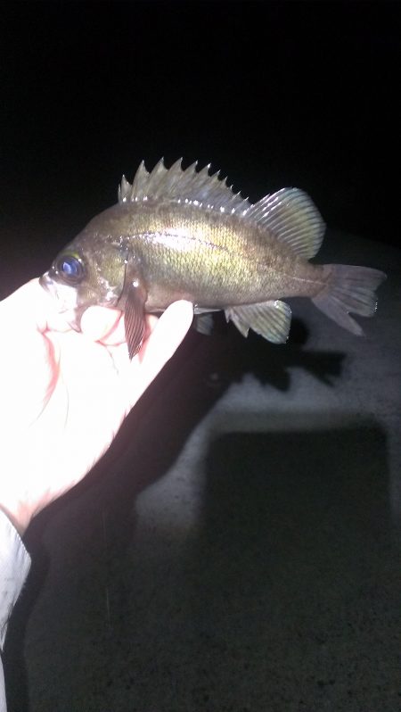 やっとこさのメバル