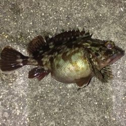 ガシラ生息調査