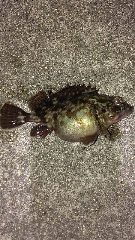 ガシラ生息調査