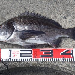 チヌ祭りでした！