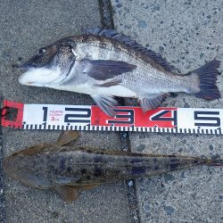 宮津チヌ祭り続報