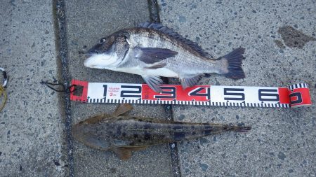 宮津チヌ祭り続報