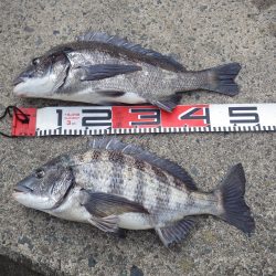 宮津チヌ続続報