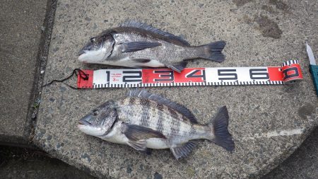 宮津チヌ続続報