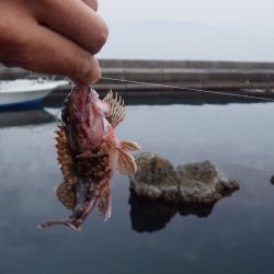 養老メバル・ガシラ・・・数は出ますが・・・