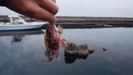 養老メバル・ガシラ・・・数は出ますが・・・