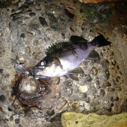 由良でプラッキング【ナイスボディ】