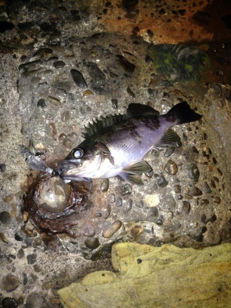 由良でプラッキング【ナイスボディ】