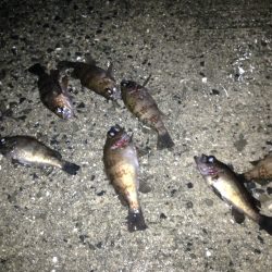 由良　数釣りが楽しめました＾＾