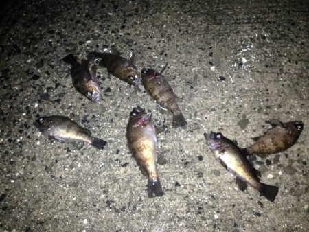 由良　数釣りが楽しめました＾＾