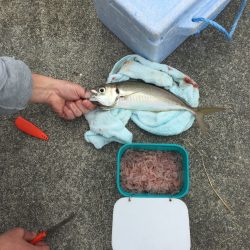 タニーヤン、デカアジ爆釣！