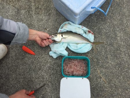 タニーヤン、デカアジ爆釣！