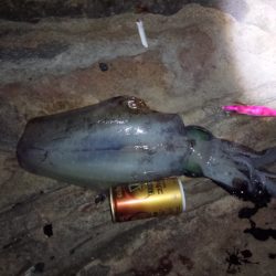 見草漁港　久しぶりのエギング釣行