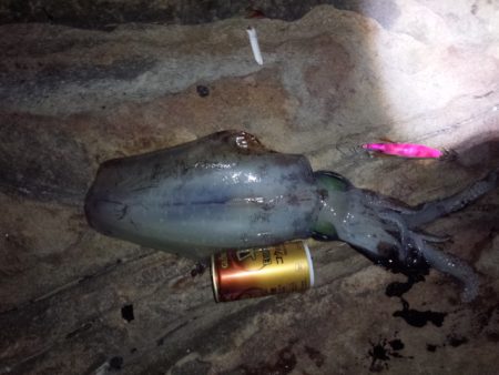 見草漁港　久しぶりのエギング釣行