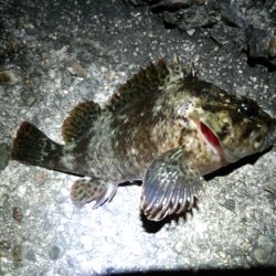 ガシリング　久しぶりにイイ感じでした！