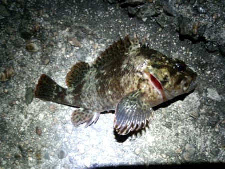 ガシリング　久しぶりにイイ感じでした！