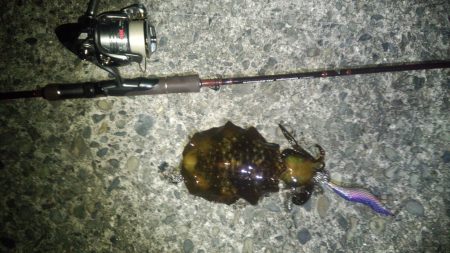 串本周辺をランガン！