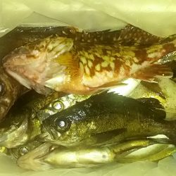 小島漁港 雨中の根魚三昧