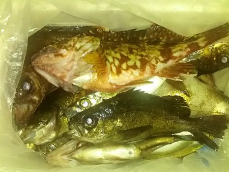 小島漁港 雨中の根魚三昧