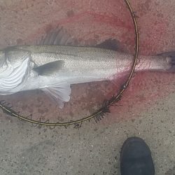 助松埠頭でエビ撒き釣り【アタリ１回限定】